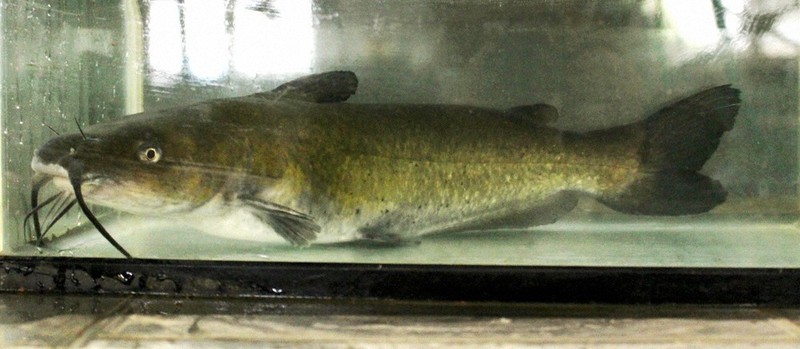 琵琶湖のアメリカナマズ 根絶へ大きく前進 20年秋以降 洗堰上流