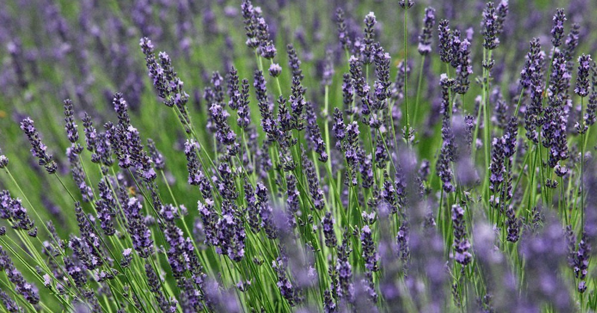 紫鮮やか 甘く爽やかな香り ラベンダーが見ごろ 埼玉 朝霞 毎日新聞