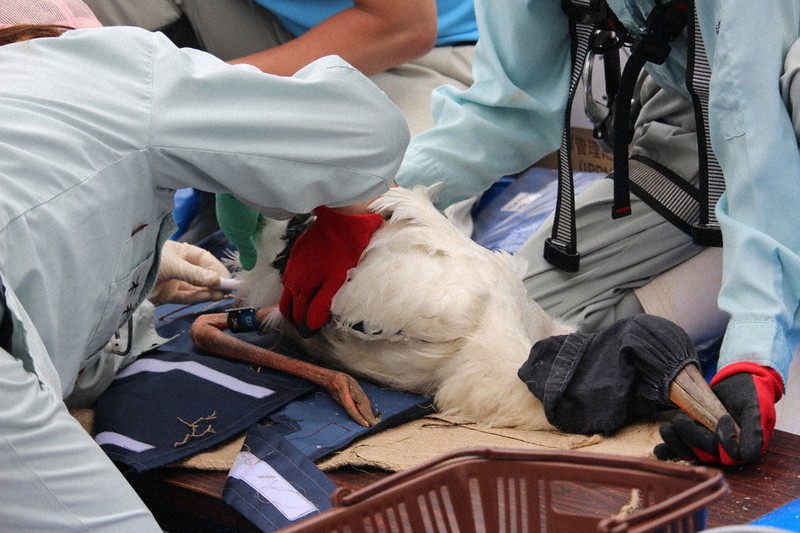 目隠しした状態で足環が装着されたコウノトリの健康状態をチェックする獣医師(左)=福井県小浜市国富地区で2021年6月18日午前10時32分、大島秀利撮影