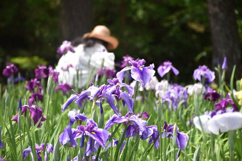紫の花が咲き始めた毛越寺あやめ園のハナショウブ=岩手県平泉町の毛越寺で2021年6月20日、松本ゆう雅撮影
