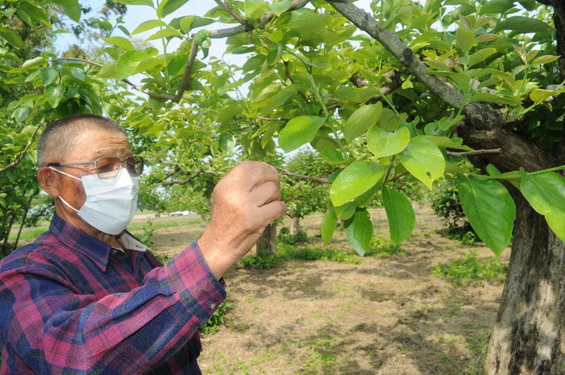 枯れた芽を見て回る板垣さん=山形県鶴岡市長沼で2021年6月7日、長南里香撮影