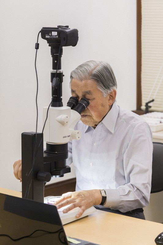 顕微鏡をのぞかれる上皇さま=皇居内の生物学研究所で2018年7月26日撮影(宮内庁提供)
