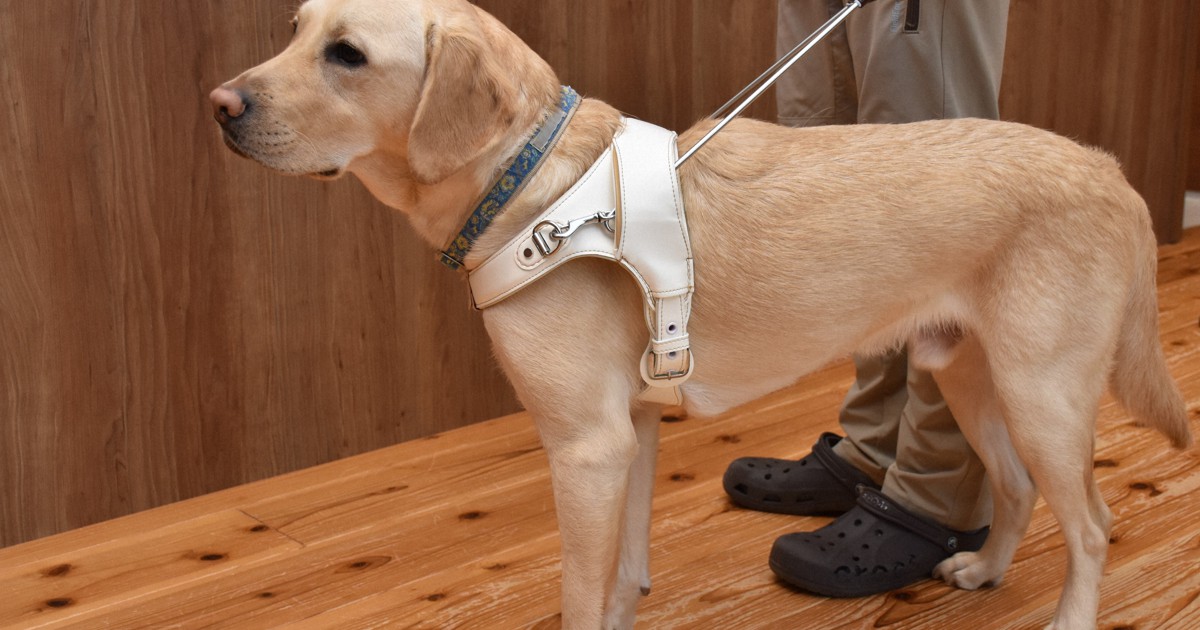 デザイン視点の盲導犬用ハーネス 京都芸術大とランドセル大手が開発 毎日新聞