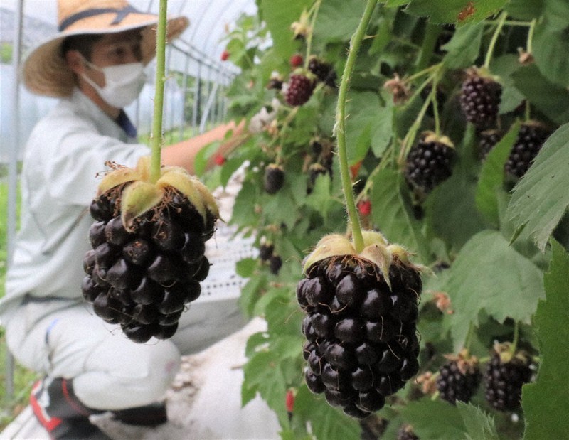 収穫される熟して黒くなったアドベリー=滋賀県高島市安曇川町四津川の「はなつむぎベリーファーム」で2021年6月23日午前5時27分、長谷川隆広撮影