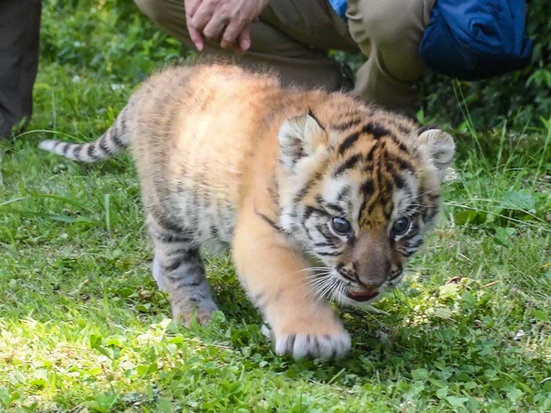 Get a closer look at fluffy, fierce beast Baby tiger unveiled at