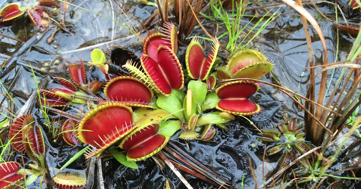 ハエトリソウは刺激を覚えている 植物の 記憶 の仕組みに迫る 毎日新聞