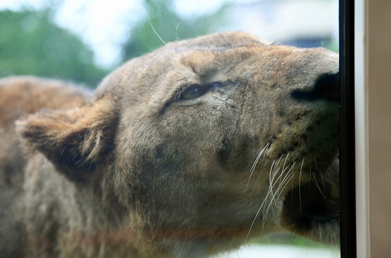多摩動物公園のライオンバス 5年ぶりに運行再開へ 感染対策も 写真特集1 5 毎日新聞