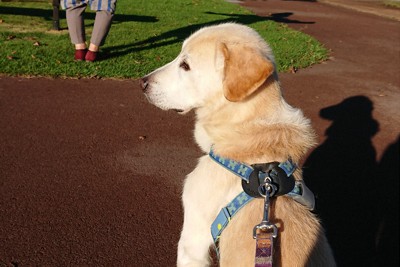 二 人 六脚 保護犬イブと暮らして イブのいたずら わがままに激怒 お互いストレスなく暮らすには 毎日新聞