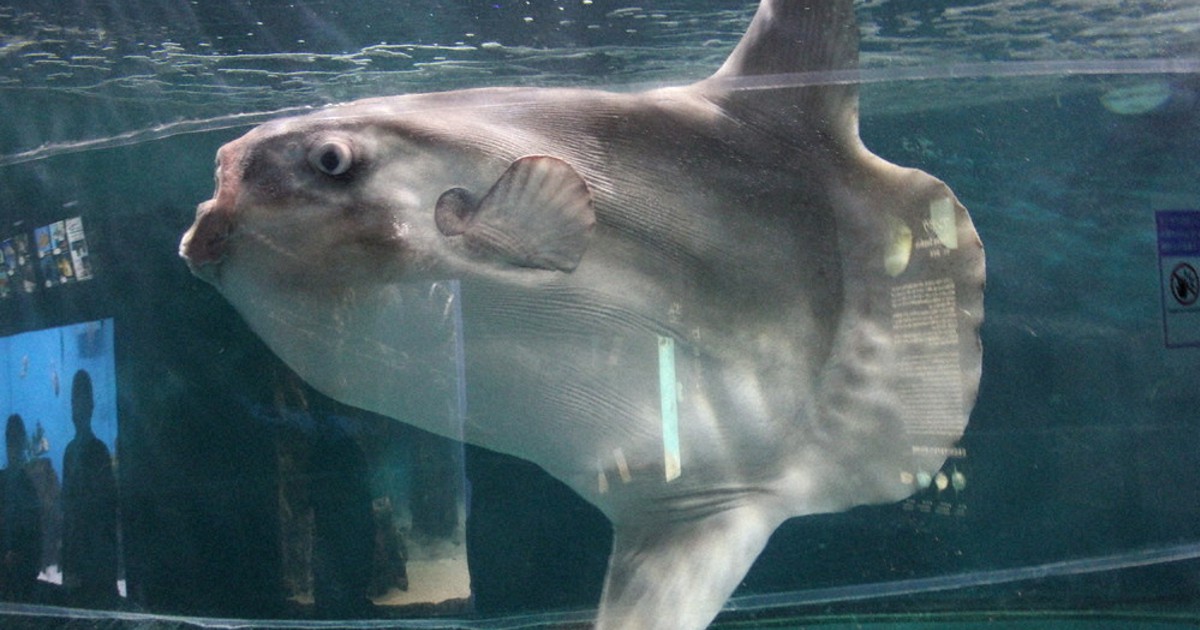 長生きするヨ マンボウの最長飼育記録 4年2カ月を更新中 国内記録は8年 下関 海響館 山口 毎日新聞