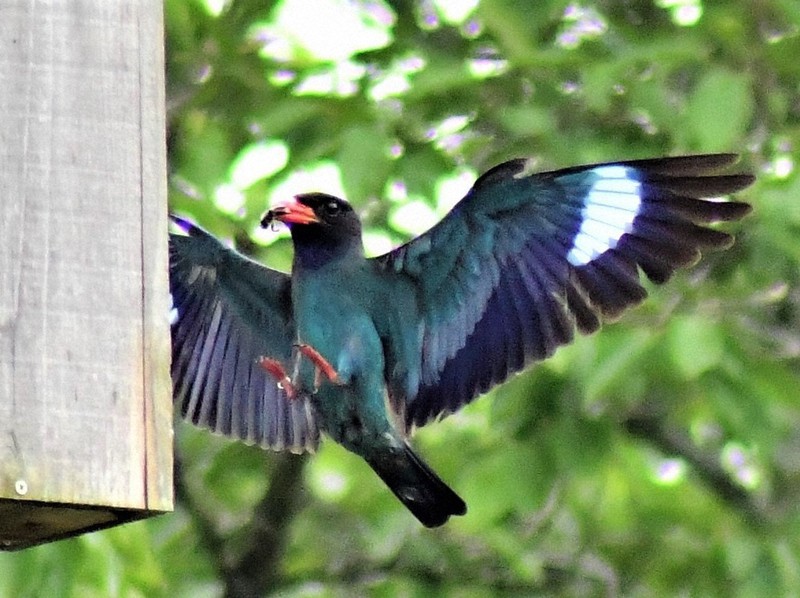 絶滅危惧種 ヤマホウズキの完熟実80個(今期最後) 絶滅危惧種に指定の｢ツシマヤマネコ｣を一般公開 すくすくと成長した