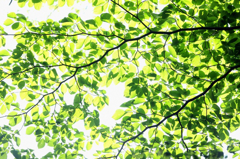 陽光を浴び輝く日隠山登山道の緑=福島県大熊町で2013年5月、森田剛史撮影