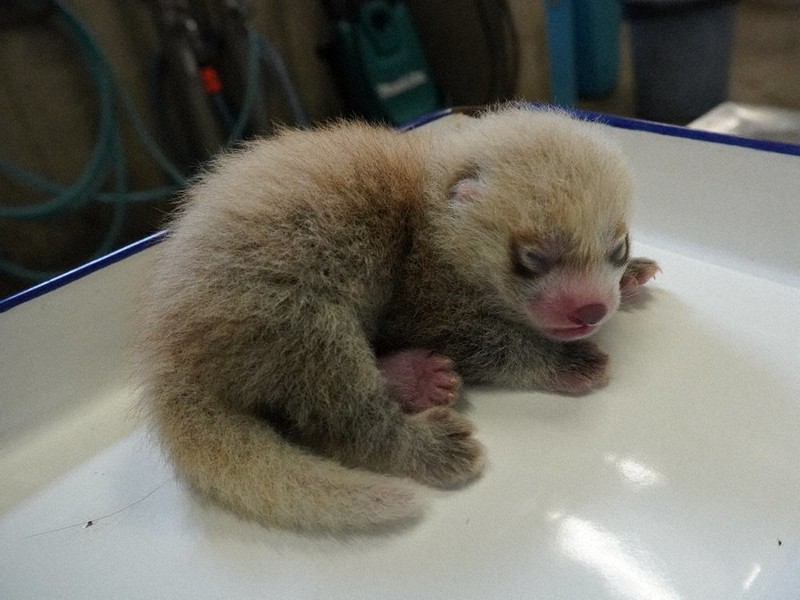 シセンレッサーパンダの赤ちゃん 6年ぶり誕生 いしかわ動物園 毎日新聞