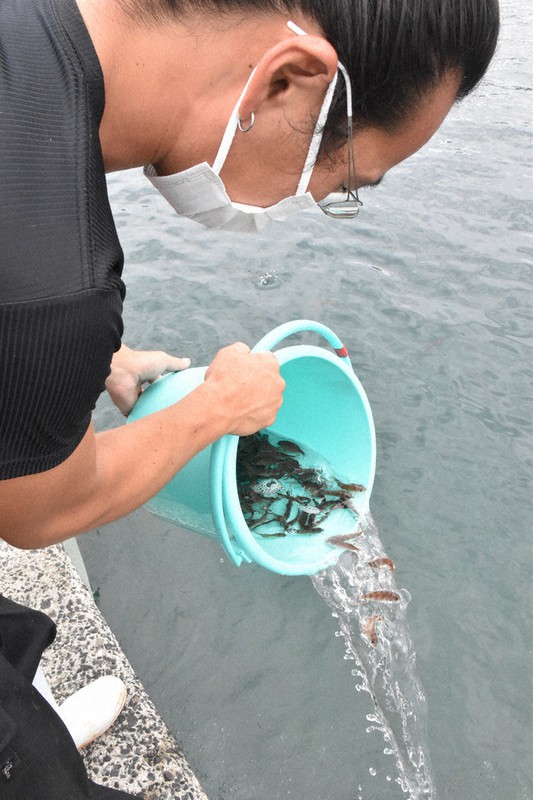 マダイ稚魚 下関で放流 県栽培漁業公社が1万匹 山口 毎日新聞