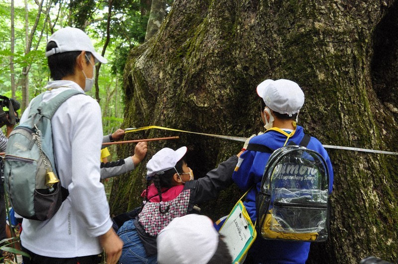 環境省の定める巨木の計測マニュアルに沿って「こぶなら」の幹回りを測る湯本小の児童ら=福島県天栄村の二岐山中腹の国有林内で2021年7月8日、熊田明裕撮影
