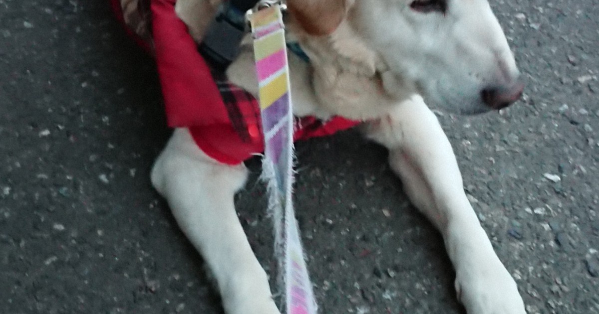 二 人 六脚 保護犬イブと暮らして イブのいたずら わがままに激怒 お互いストレスなく暮らすには 毎日新聞
