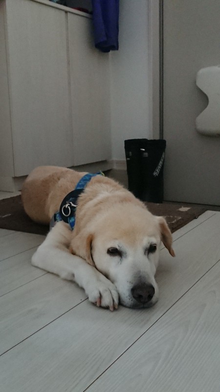 二 人 六脚 保護犬イブと暮らして イブのいたずら わがままに激怒 お互いストレスなく暮らすには 毎日新聞