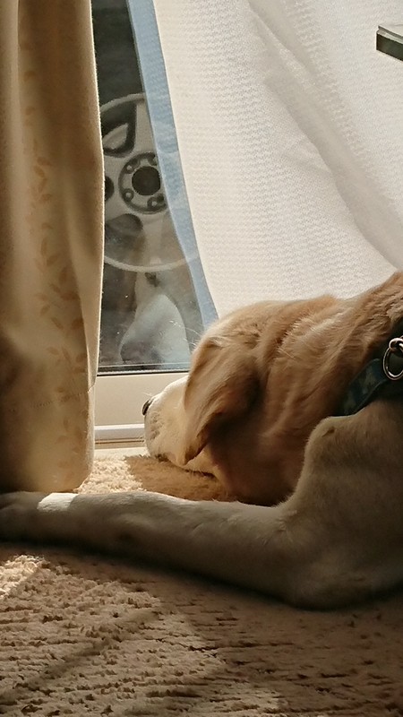 二 人 六脚 保護犬イブと暮らして イブのいたずら わがままに激怒 お互いストレスなく暮らすには 毎日新聞