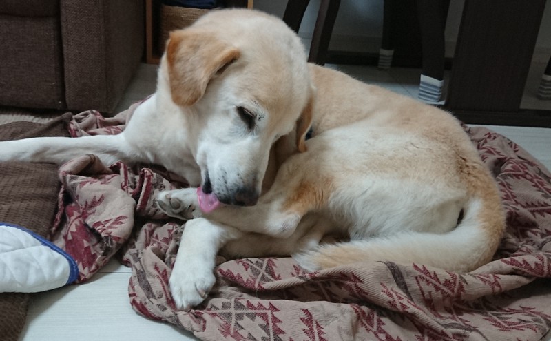 二 人 六脚 保護犬イブと暮らして イブのいたずら わがままに激怒 お互いストレスなく暮らすには 毎日新聞