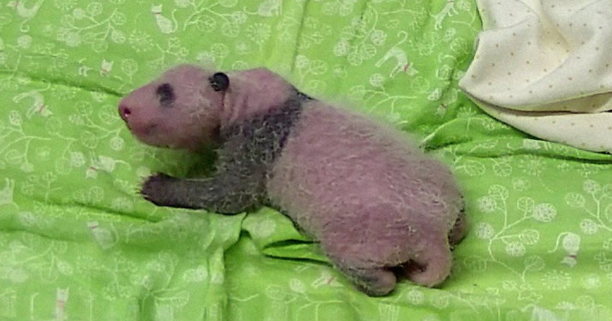 Ueno zoo's newborn panda twins are male and female: Tokyo