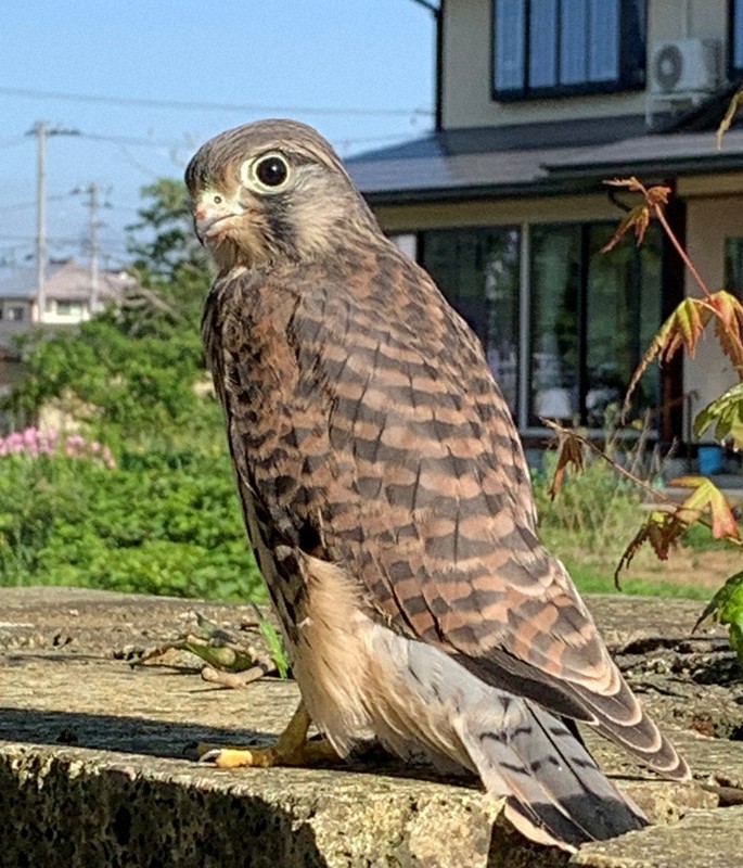 2021年6月1日に撮影されたチョウゲンボウのヒナ=高畠小提供