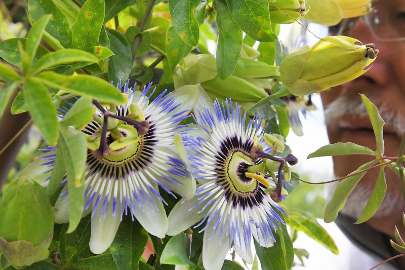 自然が生み出す癒やしの 時 トケイソウが見ごろ 福岡 小倉 写真特集1 4 毎日新聞