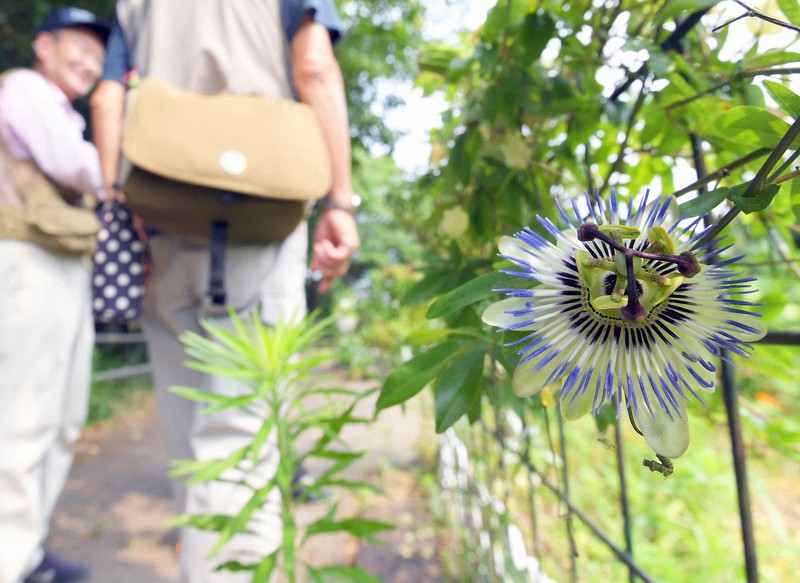 自然が生み出す癒やしの 時 トケイソウが見ごろ 福岡 小倉 毎日新聞