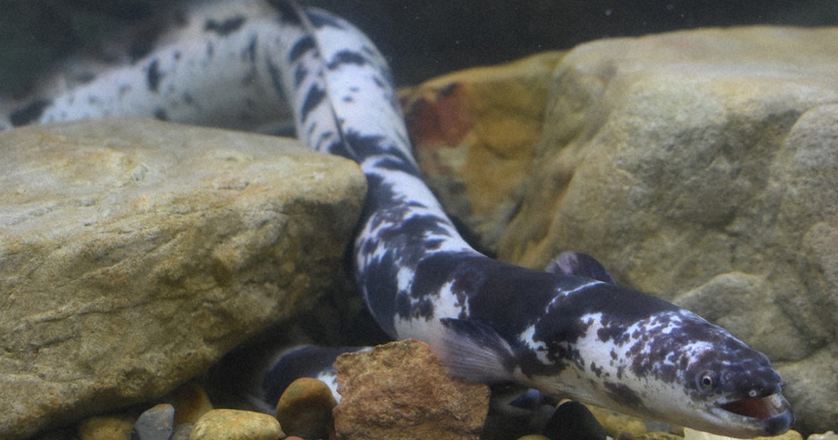 パンダウナギ仲間入り 黄金色のカエルも エビとカニの水族館