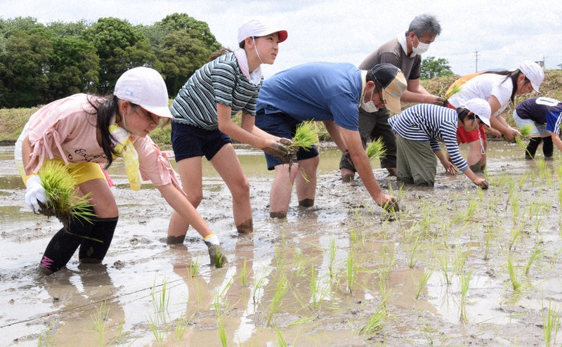 「御田植え式」でもち米の苗を植える児童たち