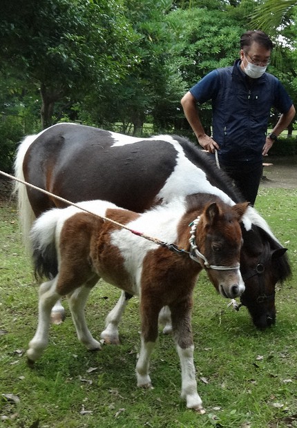 ポニーの子馬、名前を考えて 海老名市が募集 8月15日まで ／神奈川