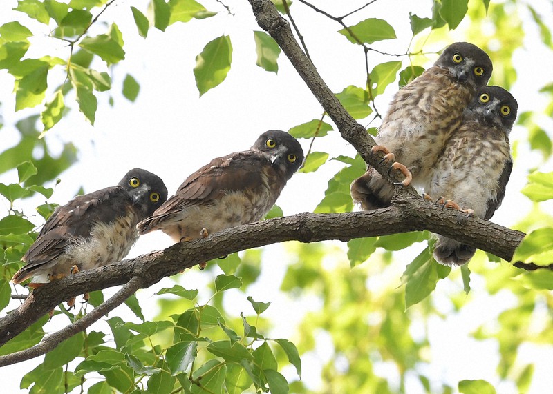 くりっとした丸い目でキョロキョロ アオバズクのヒナ4羽巣立ち 毎日新聞