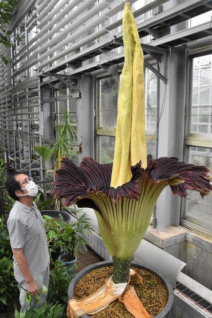 世界最大の花)ショクダイオオコンニャクの苗 日本初の快挙！世界最大の