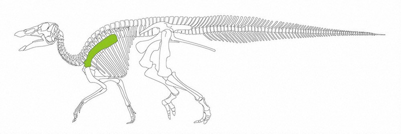 15歳のニュース 長崎で発掘 国内最大級の「鳥脚類」 全長推定9メートル