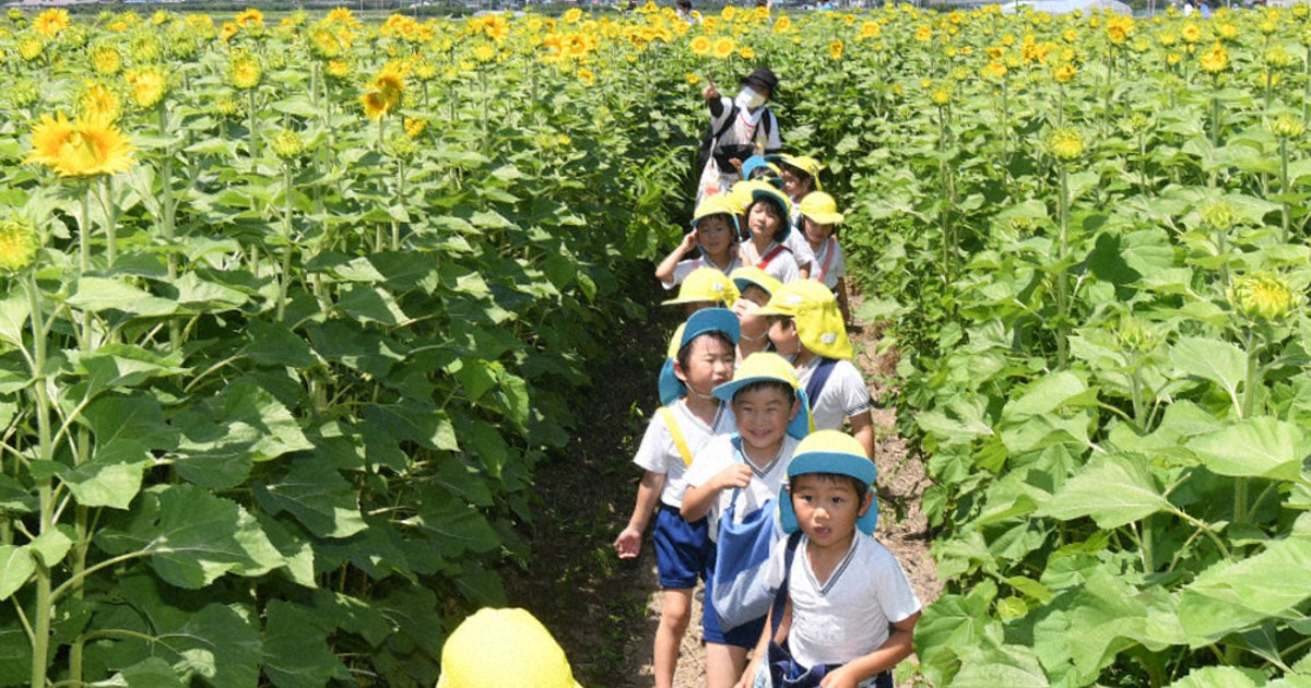 ひまわり迷路 楽しんで 羽前長崎駅西口 山形 毎日新聞 ひまわり迷路 楽しんで 羽前長崎駅西口 山形 毎日新聞