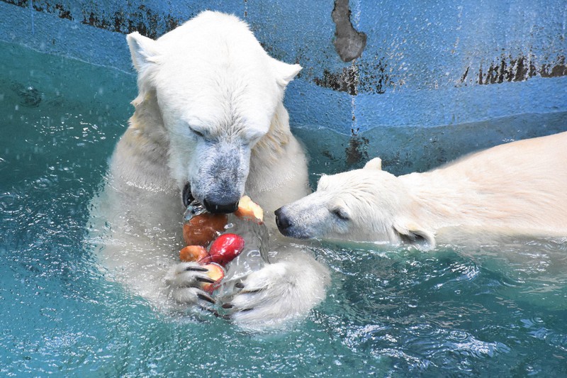 涼しさガブリ、ホッキョクグマ親子にリンゴ入り氷柱 天王寺動物園