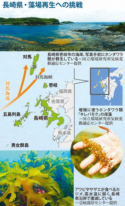 長崎県・藻場再生への挑戦