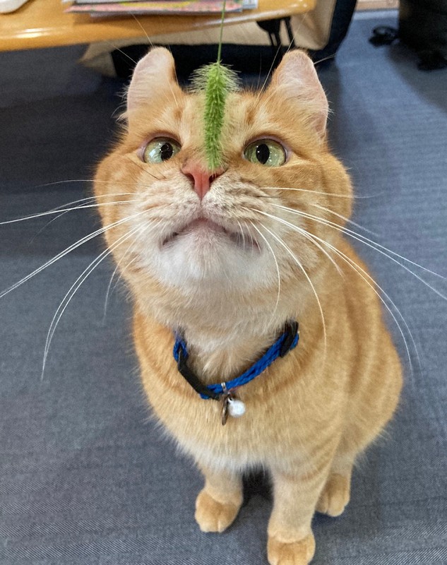 ねこじまん 入賞写真決まる 漱石の猫にゆかり 福岡 みやこ町 毎日新聞