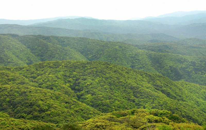 奄美大島の湯湾岳周辺に広がる原生林=鹿児島県宇検村で2008年4月、野田武撮影