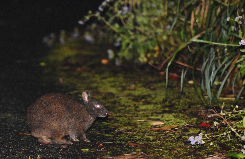 林道に姿を見せたアマミノクロウサギ=鹿児島県の奄美大島で2015年4月、須賀川理撮影