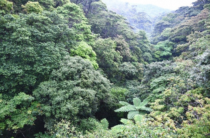 豊かな亜熱帯照葉樹林が広がる「やんばるの森」=沖縄県で2019年4月16日午前11時40分、川上珠実撮影