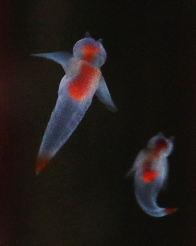 クリオネの涙が見えますか 温暖化で生態系崩壊の危機 写真特集4 4 毎日新聞