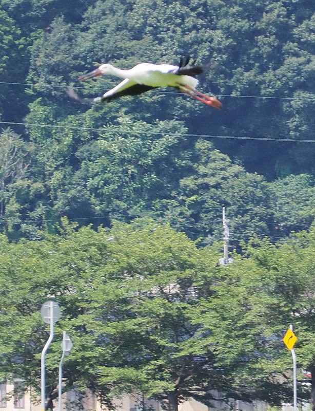 放鳥箱から放たれ、羽ばたくコウノトリ=兵庫県朝来市山東町で2021年7月20日午後2時32分、松田学撮影