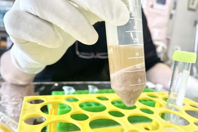 納豆の成分の抽出液（上部分）＝東京農工大提供