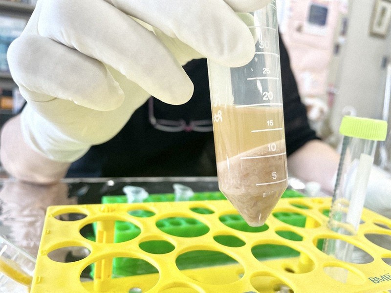 納豆の成分の抽出液(上部分)=東京農工大提供