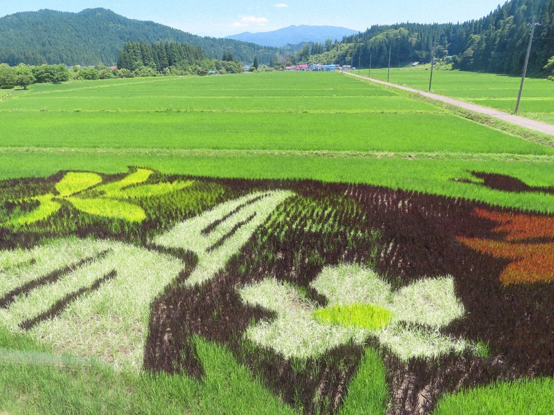 雪ん子からキティちゃんまで 秋田内陸線、田んぼアート見ごろ [写真