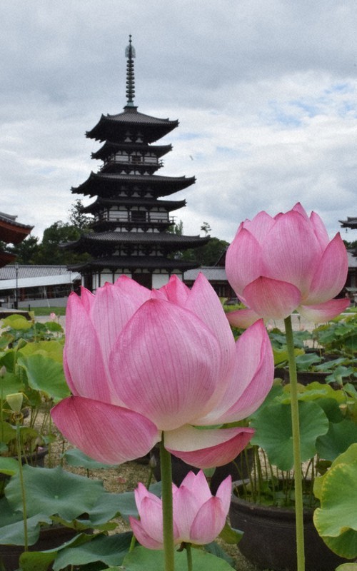 薬師寺の東塔に生えるピンクのハス=奈良市で2021年7月5日午後1時16分、塩路佳子撮影