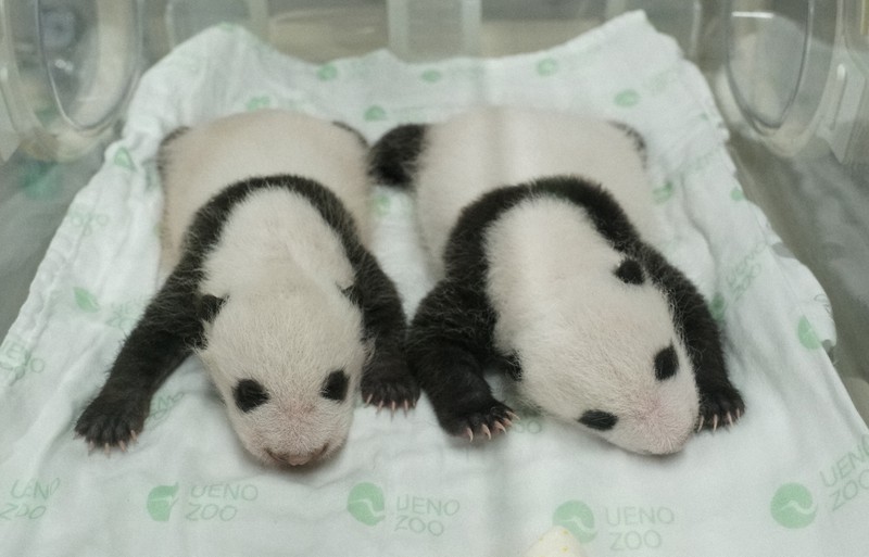 ジャイアントパンダの双子の雄(左)と雌=2021年7月26日、東京動物園協会提供
