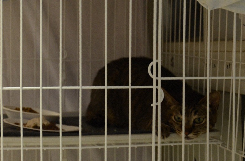 救助した猫。布で覆われたケージの中で過ごしている=静岡県熱海市で2021年7月13日午後5時40分、金子昇太撮影
