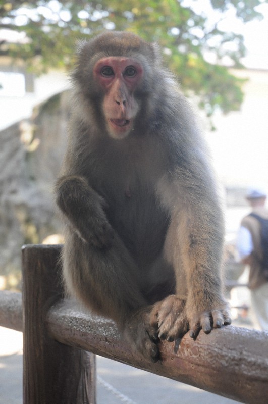 開園以来初めて雌で群れのトップになったヤケイ=大分市神崎の高崎山自然動物園で2021年7月30日午後3時26分、石井尚撮影