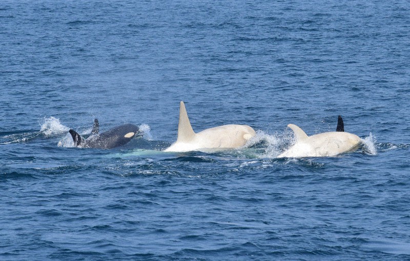 白シャチ遊泳 2頭で仲良く 知床沖 根室海峡 北海道 毎日新聞