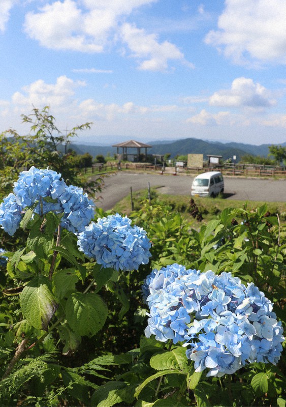 あじさい様追加分 涼運ぶ、遅咲きアジサイ 3500株、見ごろ かつらぎ ／和歌山 | 毎日新聞